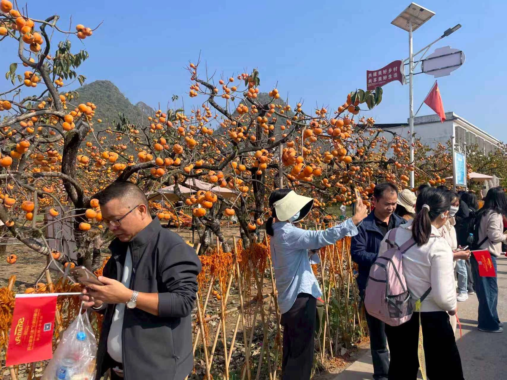 Persimmon Red Reflects Original Aspiration: A United Journey of Team Building in Shanpu Hongyan Village - ShanPu