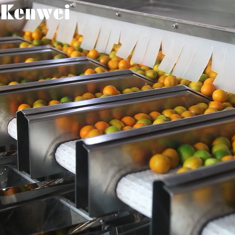 Intelligent-sorting-equipment:-a-new-choice-for-agricultural-product-production-and-processing! - Kenwei Intelligent sorting equipment: a new choice for agricultural product production and processing! - Kenwei