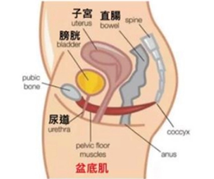 cryolipolysis body slimming machine factory