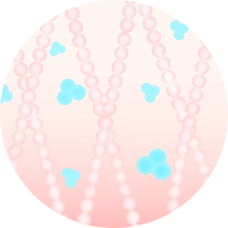 Regeneration and recombination
Collagen&elastin