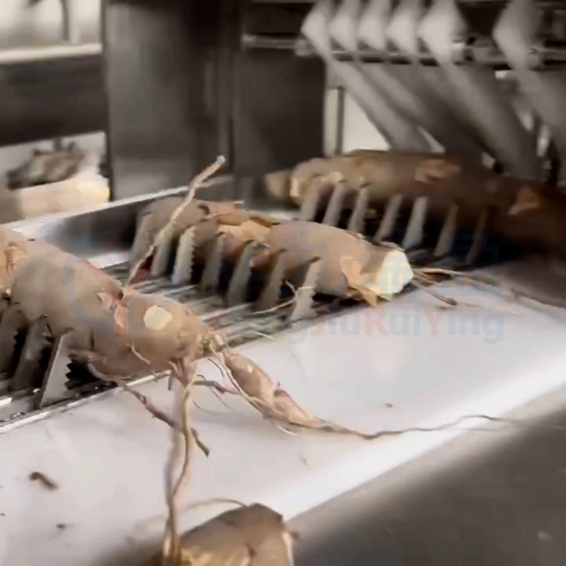 带皮木薯切段机 - 祥九瑞盈 带皮木薯切段机 - 祥九瑞盈