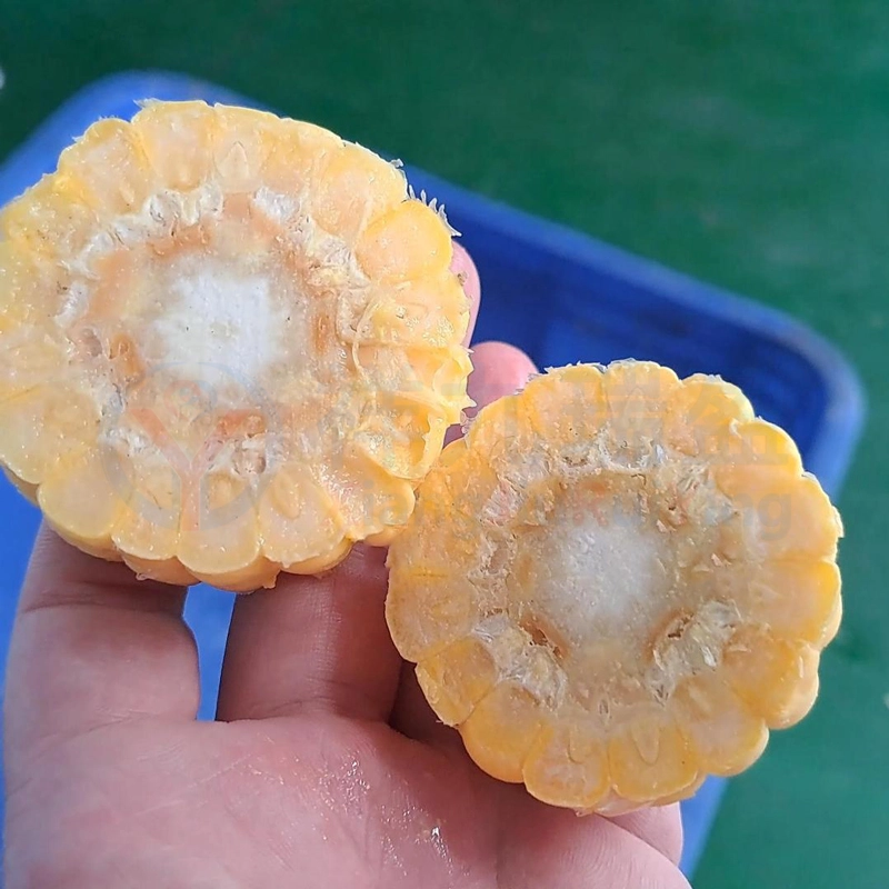 甜玉米切段机 - 祥九瑞盈 3 - 祥九瑞盈
