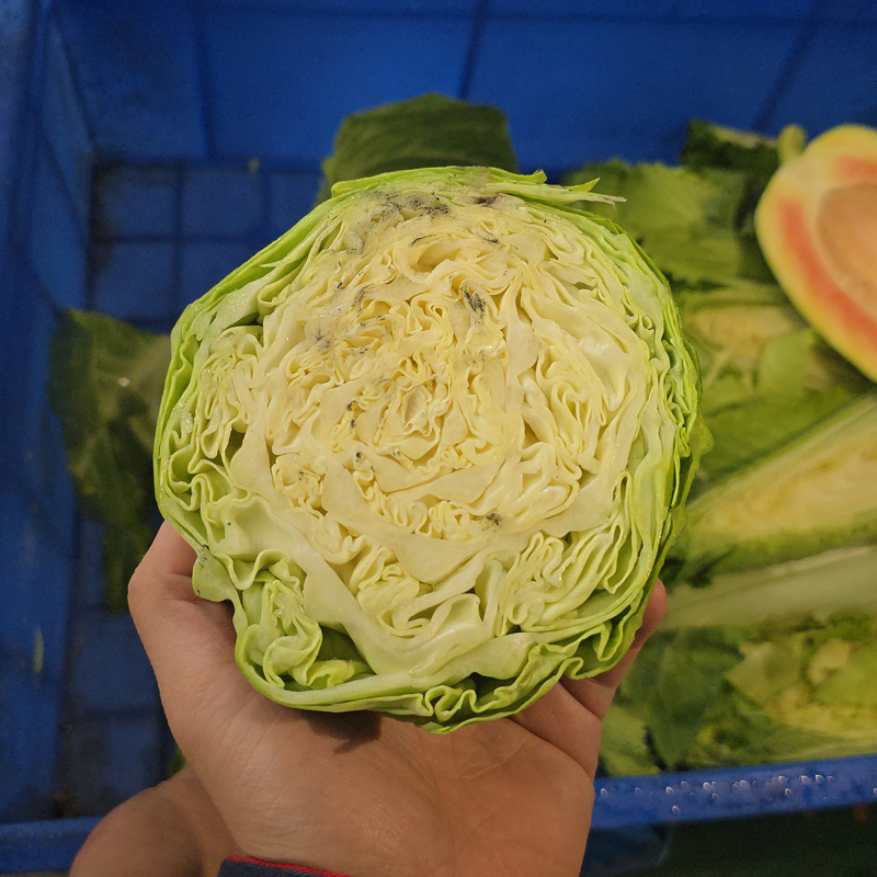 包菜开半 - 祥九瑞盈