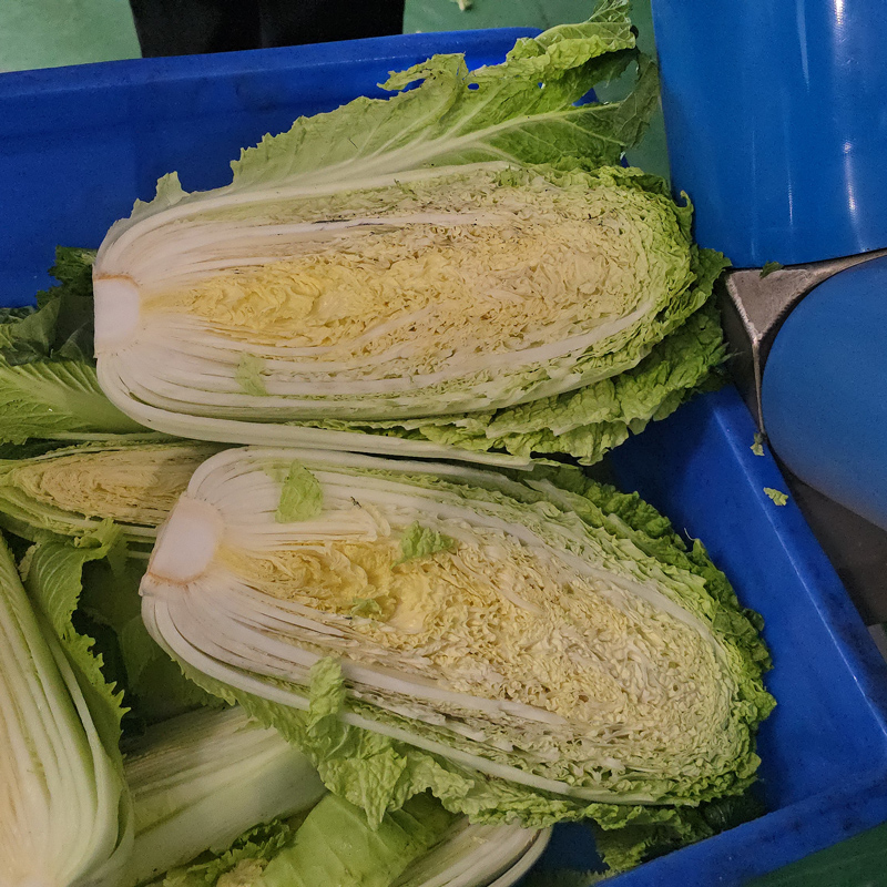 白菜切半 - 祥九瑞盈