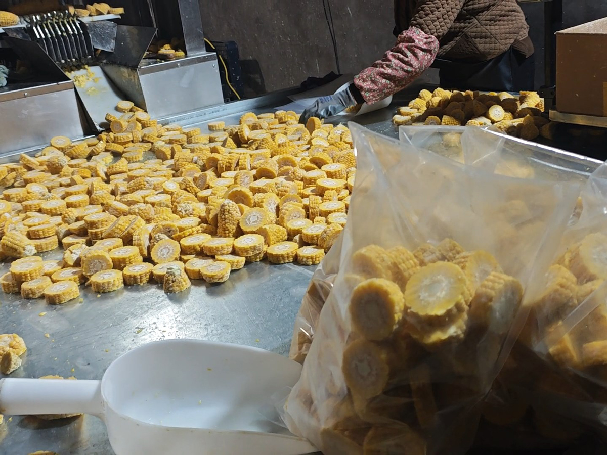 速冻玉米切片加工现场 (4) - 祥九瑞盈