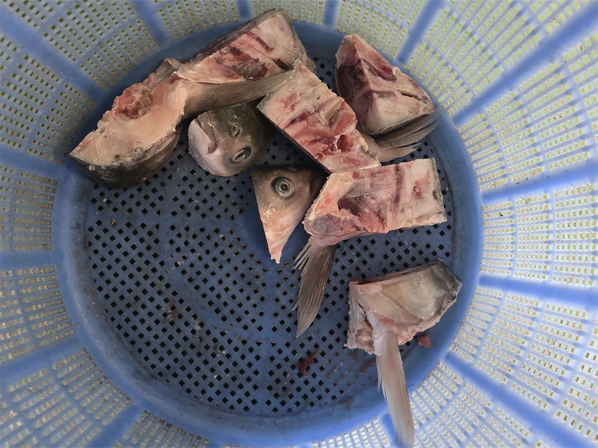 鱼头鱼鳃分割