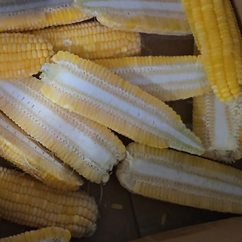 玉米开半效果 - 祥九瑞盈