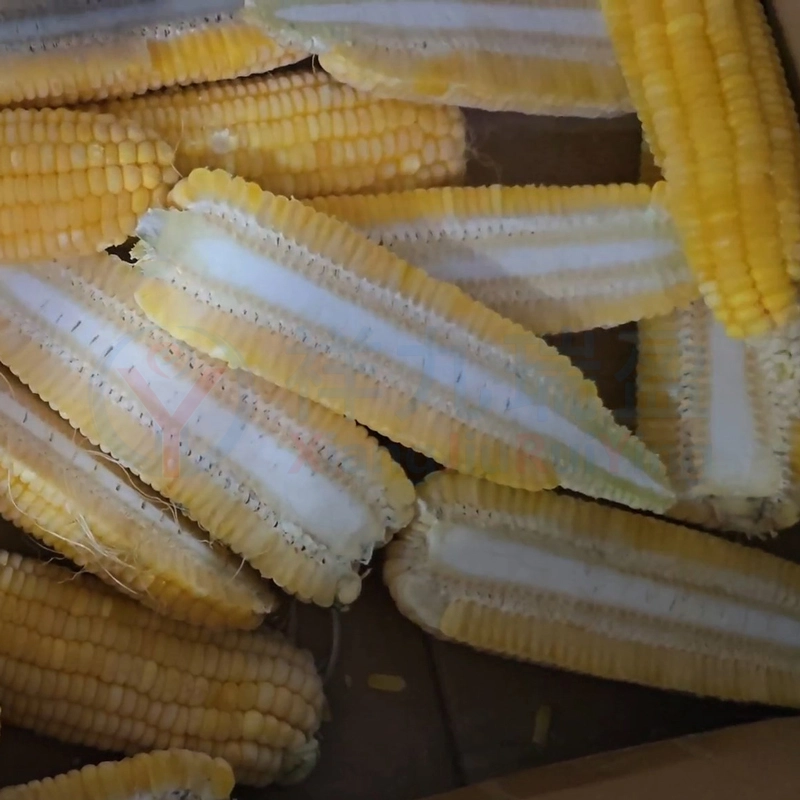 玉米开半效果 - 祥九瑞盈 玉米开半效果 - 祥九瑞盈