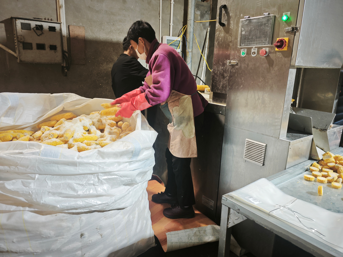 速冻玉米切片加工现场 (3) - 祥九瑞盈