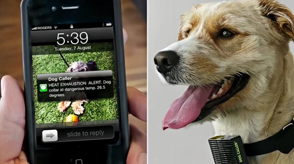 A Dog Caller with Thermistor Temperature Sensor, alerting the owner on a smartphone that the dog's collar temperature is dangerously high.