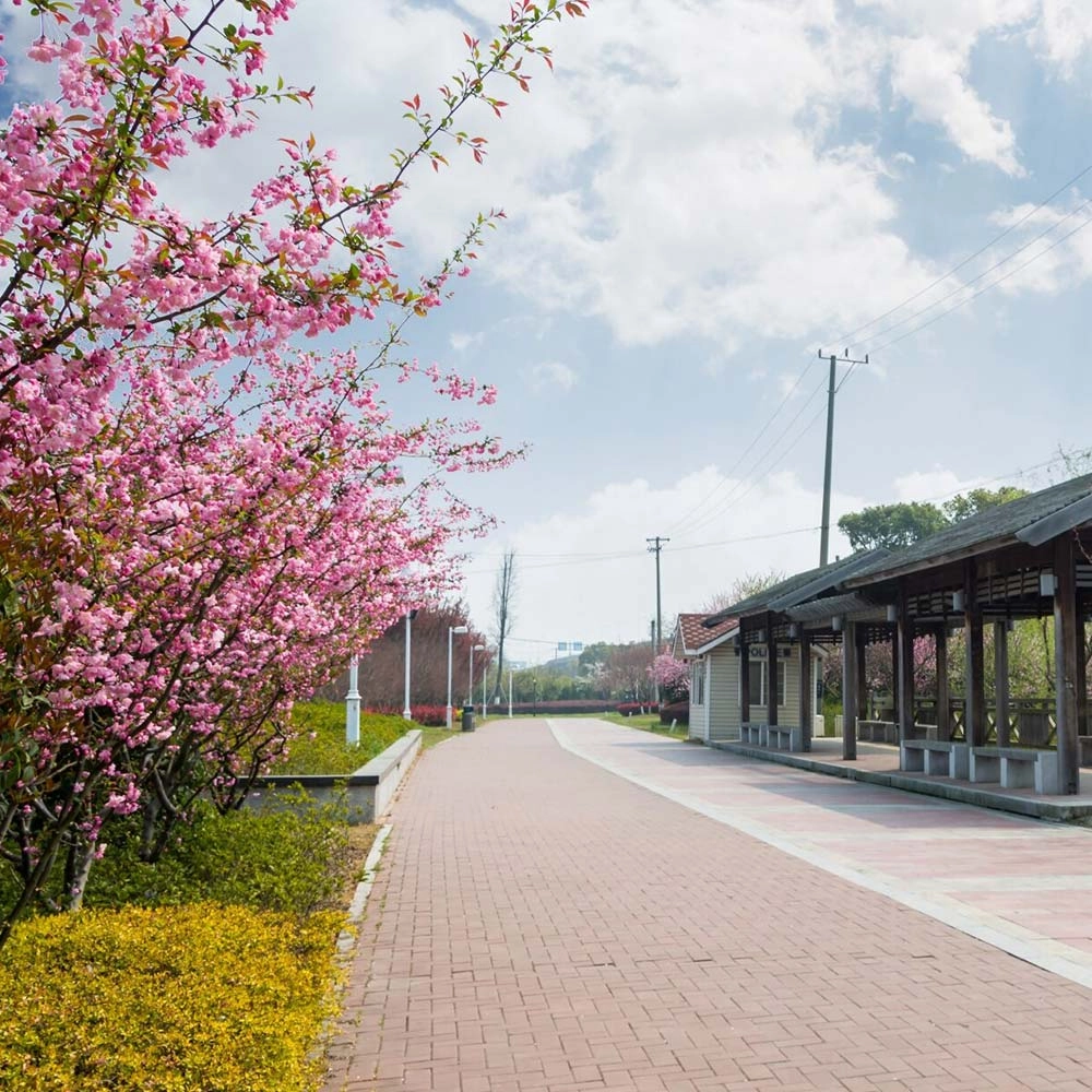 Sokak lambaları için doğru güneş panelini seçmek